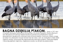 Bagna-dziekuja-ptakom