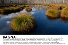 Bagna
