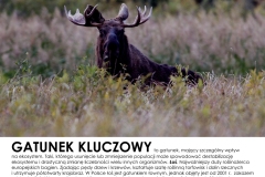 Gatunek-kluczowy
