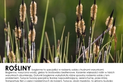 Rosliny
