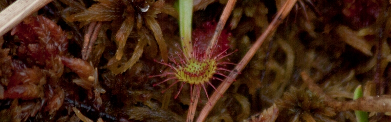czynna ochrona
