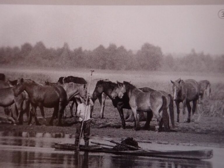 wwd 2025 ramsar